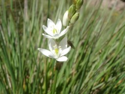 Ornithogalum juncifolium leaves